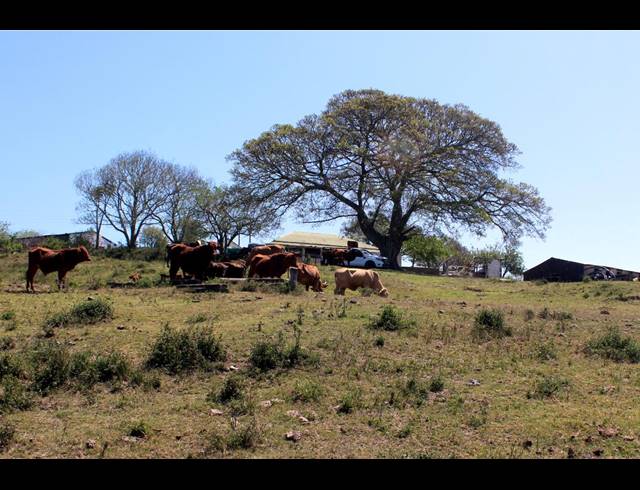 226HA FARM FOR SALE IN KOMGA RURAL